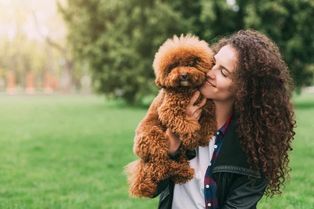 Poodles as Pets: Cost, Life Expectancy, and Temperament