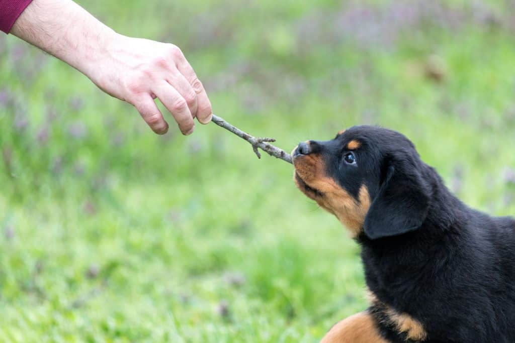 which dog is bigger rottweiler or golden retriever