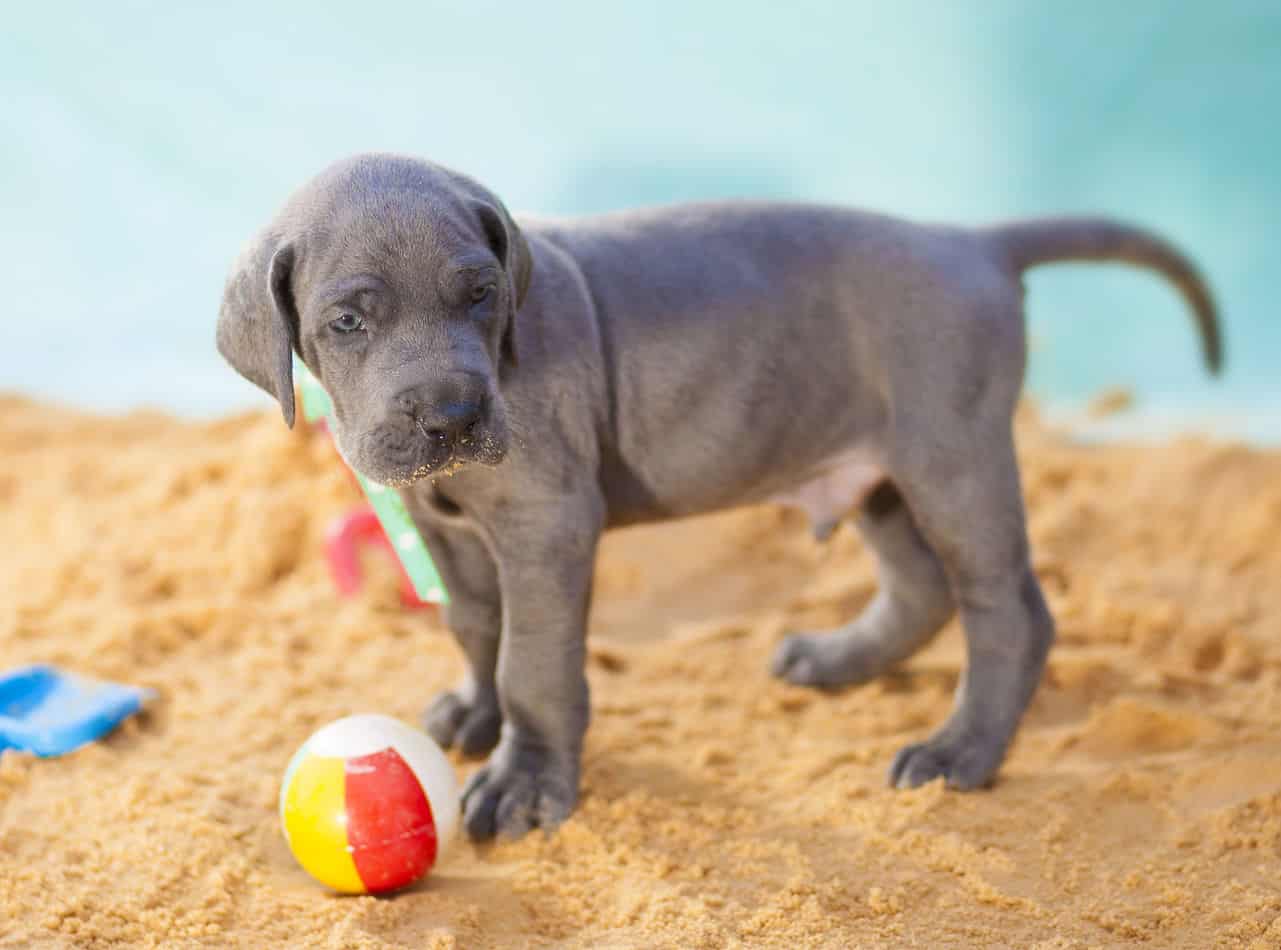 how often does a great dane go into heat