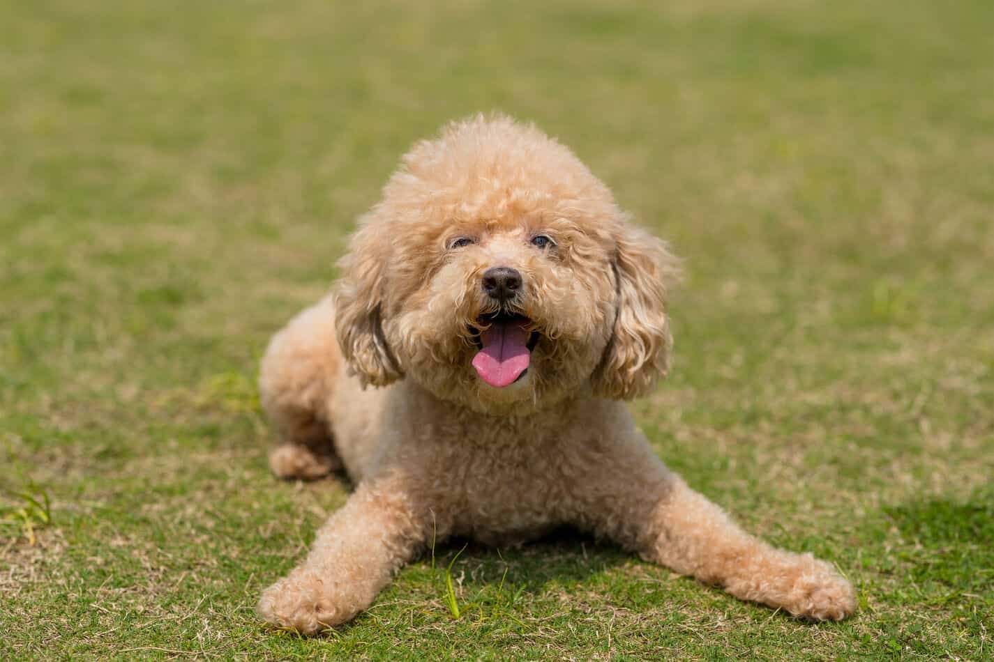 toy poodle size