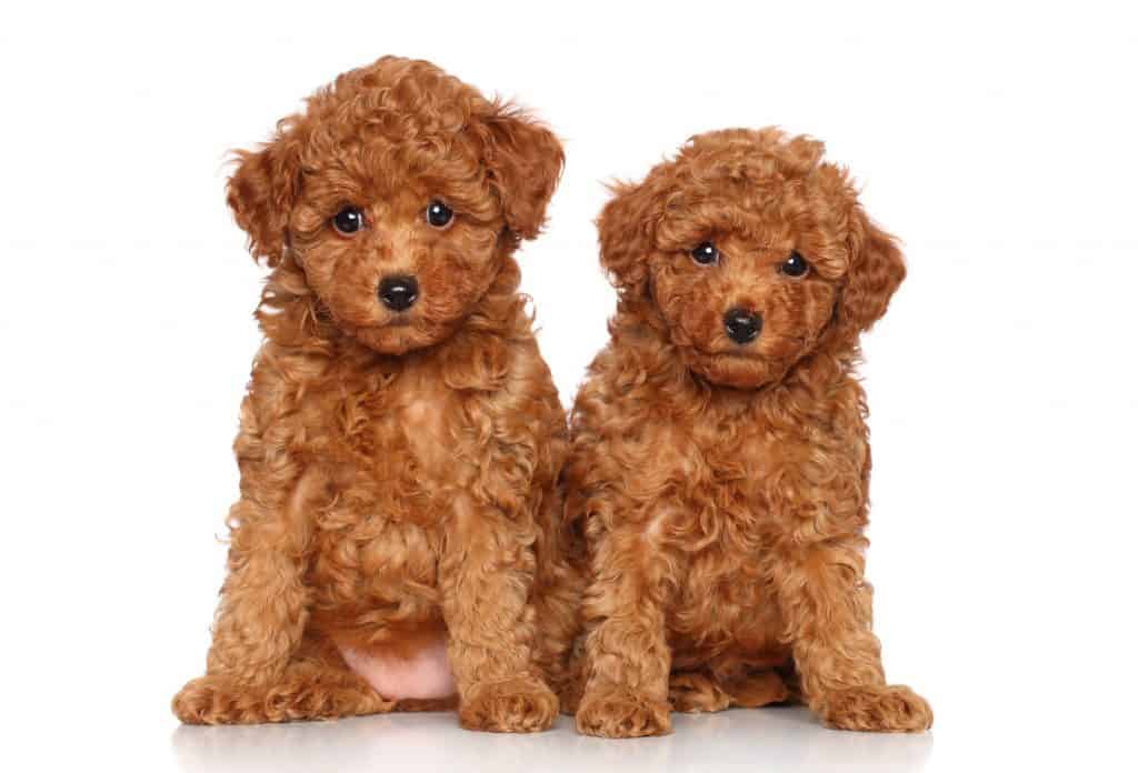 best dog food for toy poodles