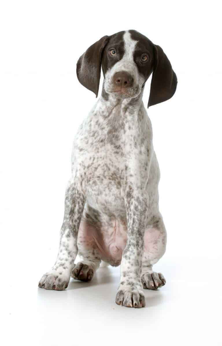 Are Pointer Puppies Good with Kids?