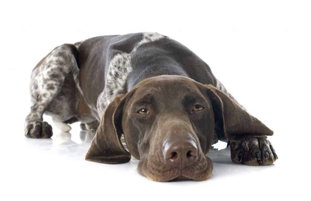 German Shorthaired Pointer Growth Chart