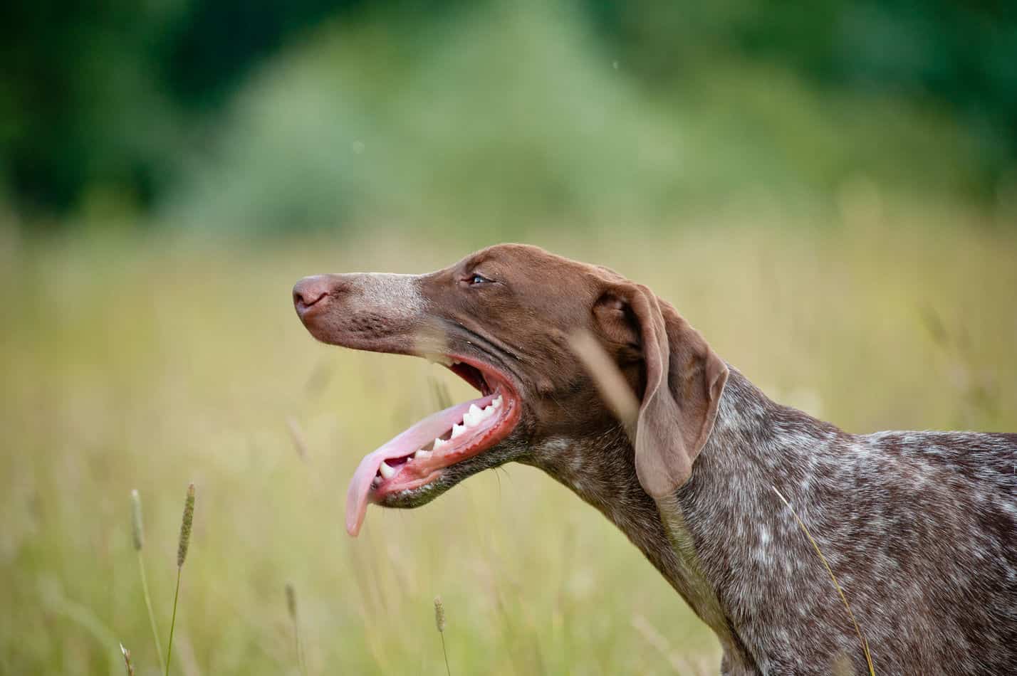 are german shorthaired pointer noisy