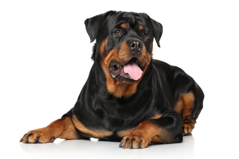 Rottweilers as Pets: Cost, Life Expectancy, and Temperament