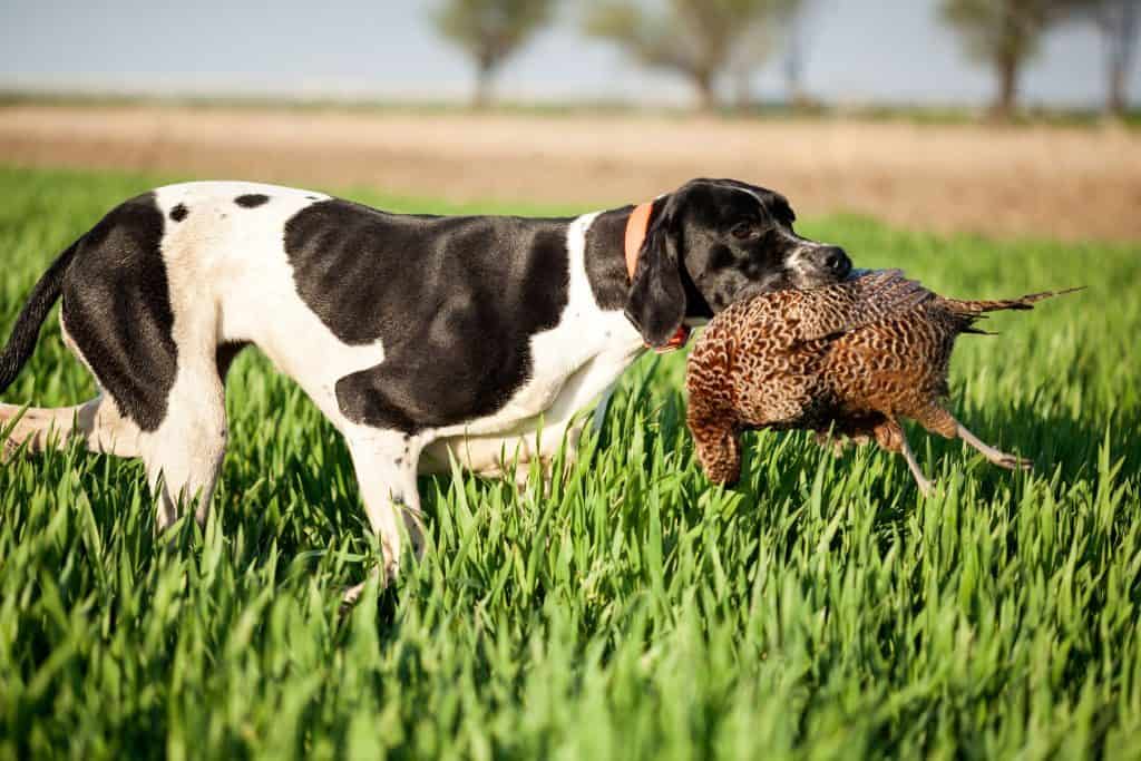 Pointer dog retrieving bird