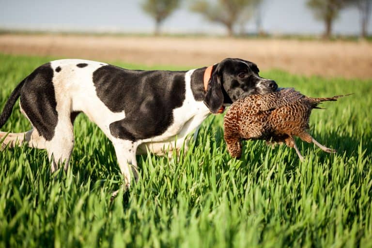 What are Pointers Bred for?
