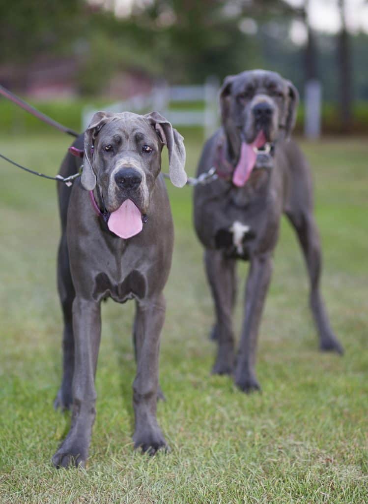 45232986 m Great Dane Temperament: What's it Like Owning One?