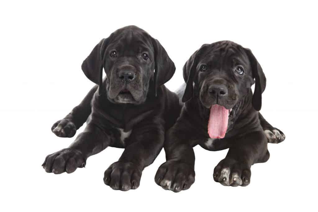 Average Cost of Buying a Great Dane (With 21 Examples ...