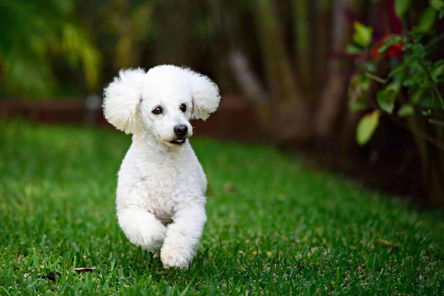 can a poodle be an outside dog