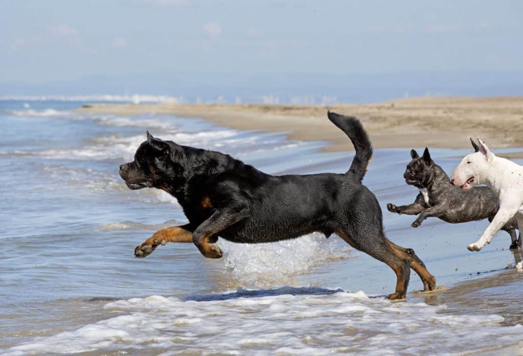 do rottweilers like water