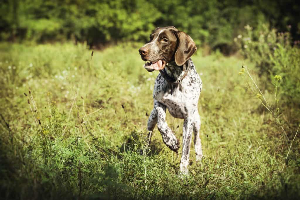 does the german longhaired pointer bark a lot