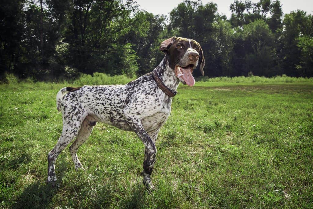 do pointer dogs howl