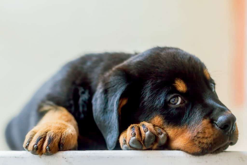 Rottweilers as Pets: Cost, Life Expectancy, and Temperament #dogs #puppies #pets