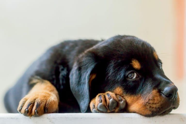Mini Rottweilers: Everything You Could Want to Know