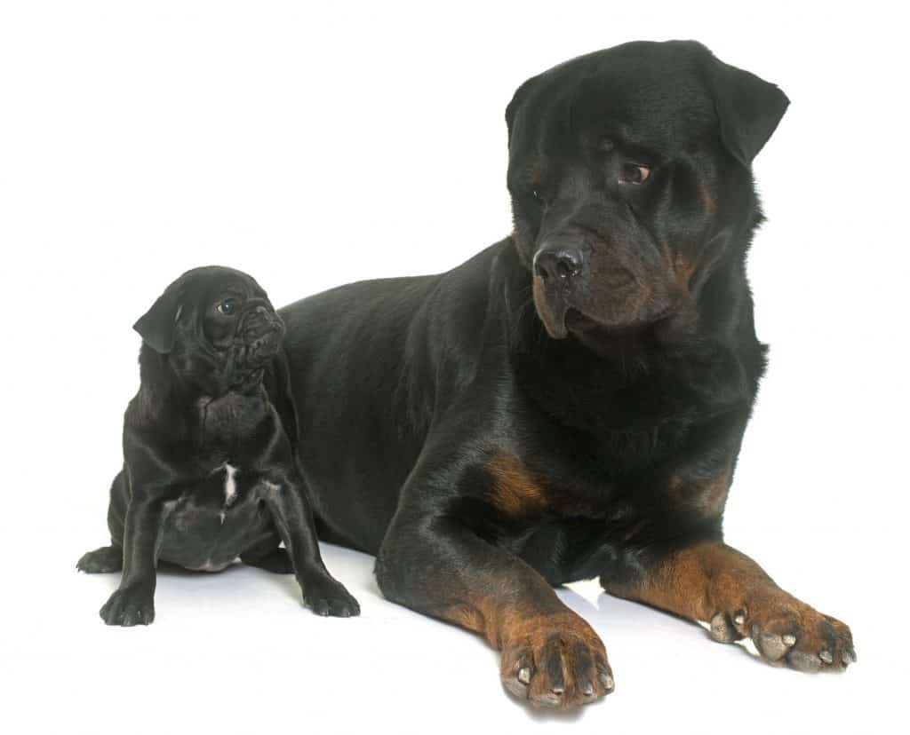 rottweiler and poodle mix for sale