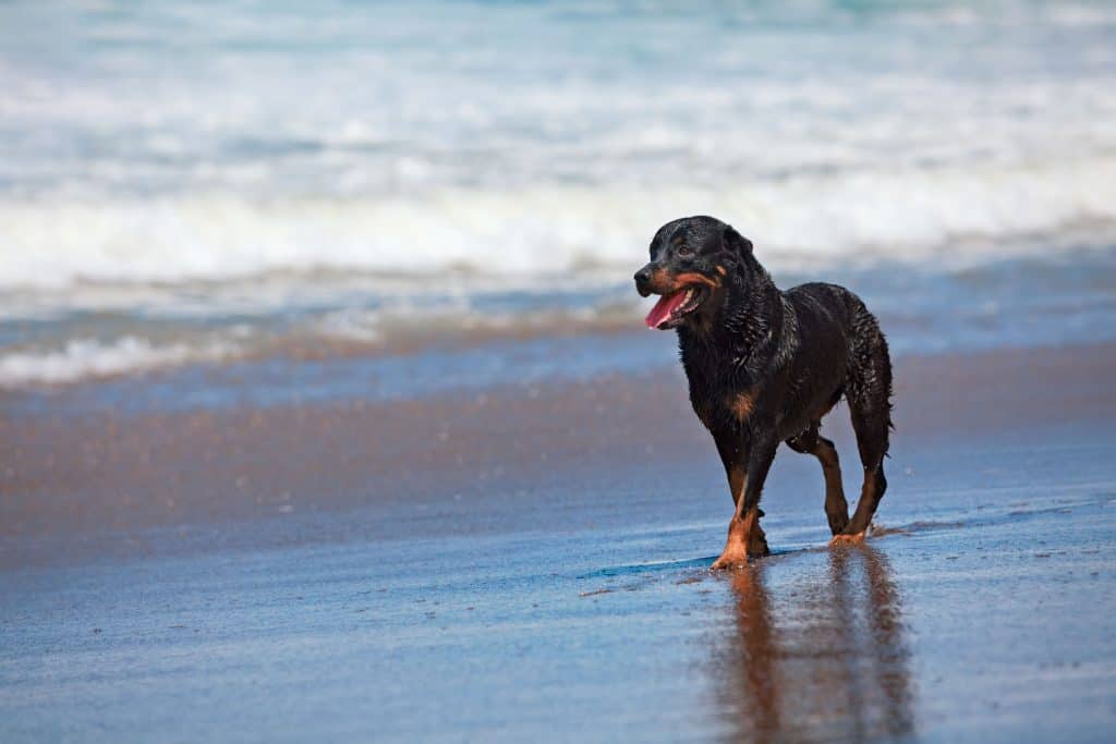 Average Cost of Buying a Rottweiler (with 21 Examples)