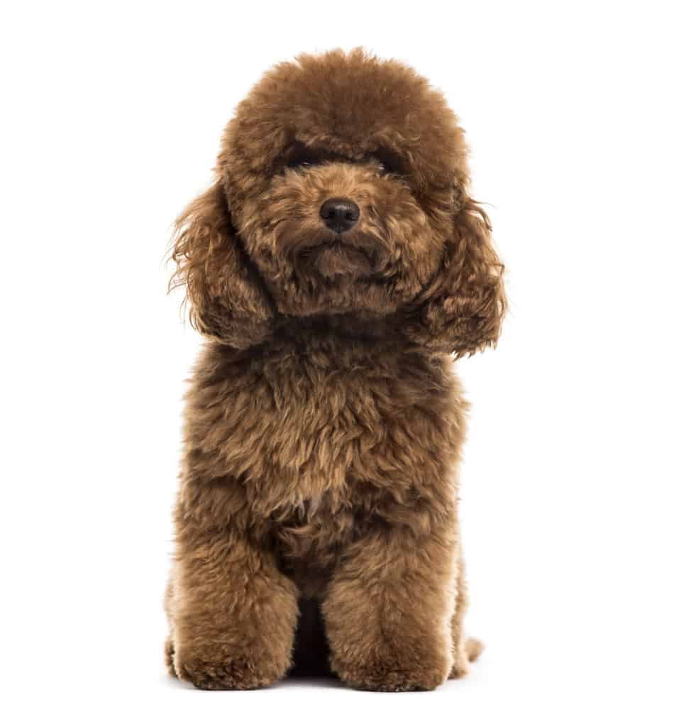 poodle breed