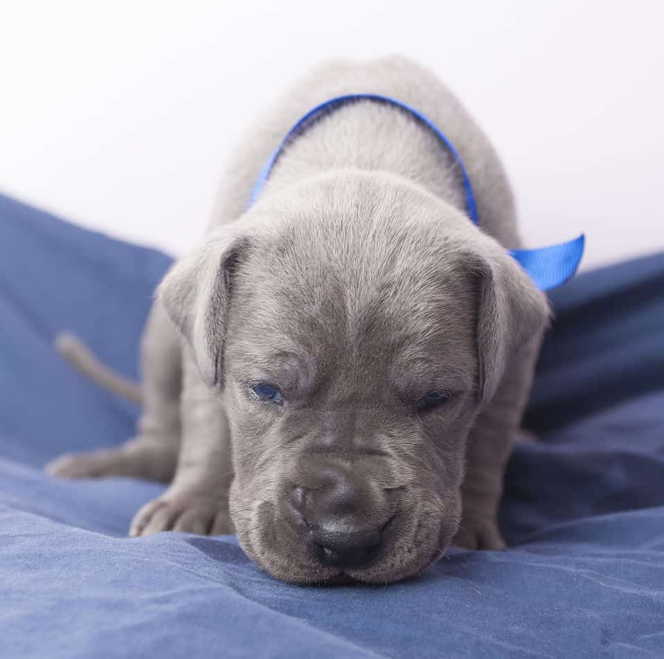 are great dane puppies clumsy