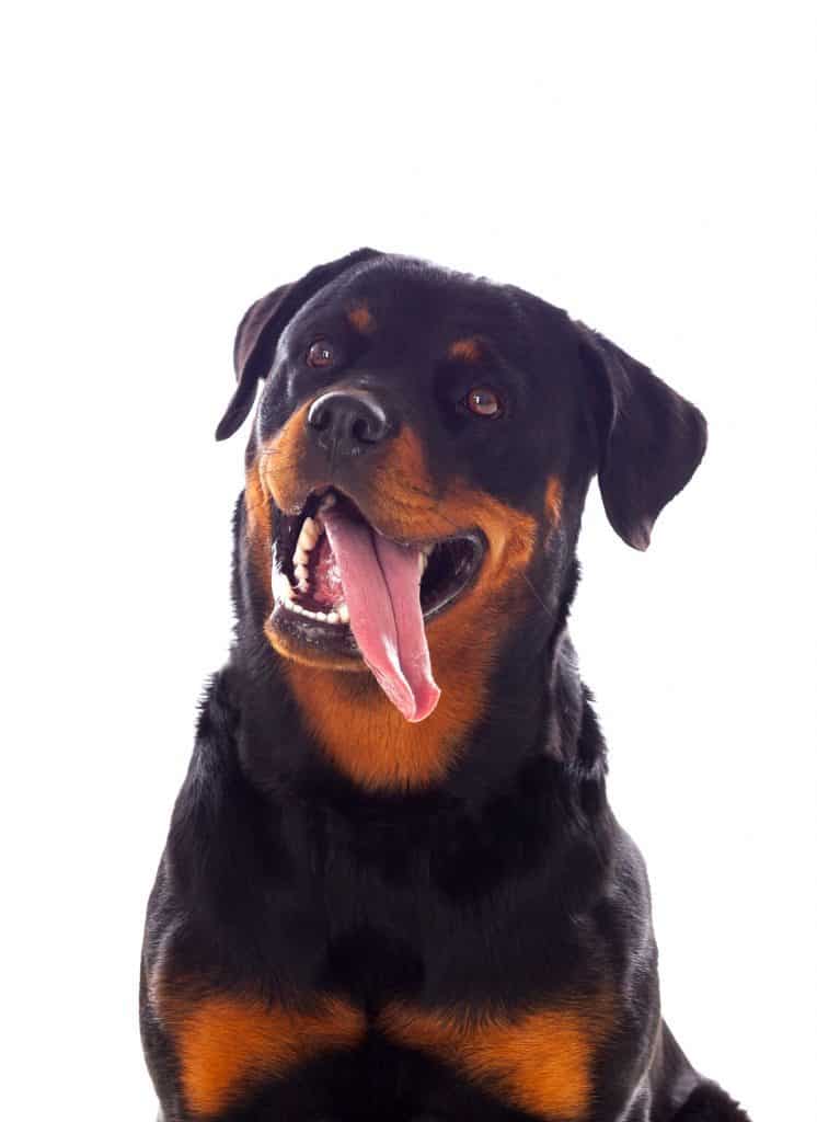 80751250 m Can Rottweilers Eat Peanut Butter?