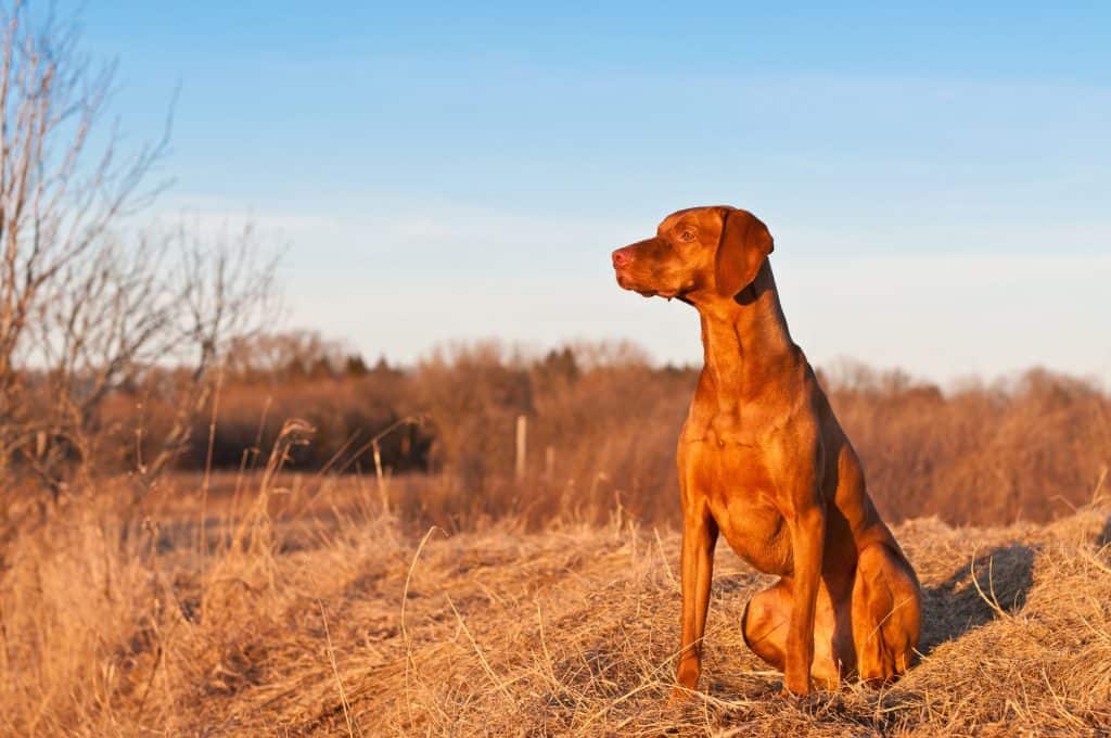 Vizla Dog