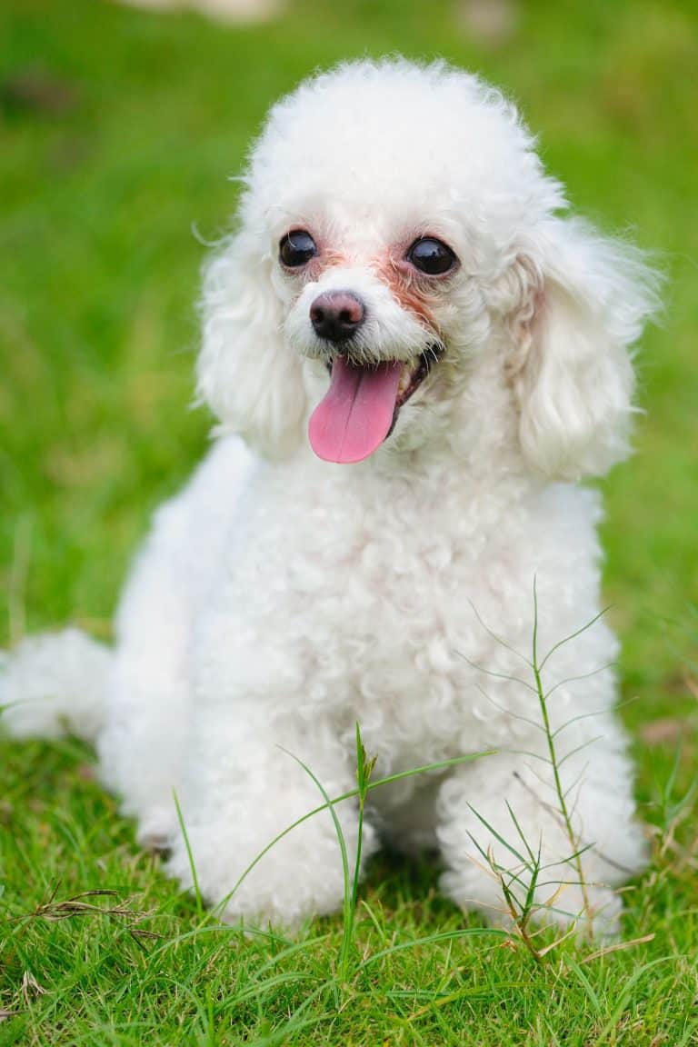 Why Do Poodles Cry? - Embora Pets