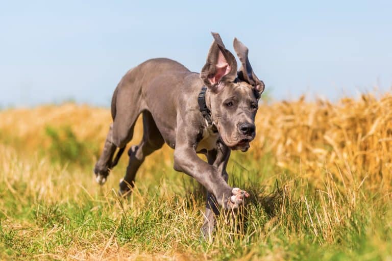 Great Dane Temperament: What’s it Like Owning One?