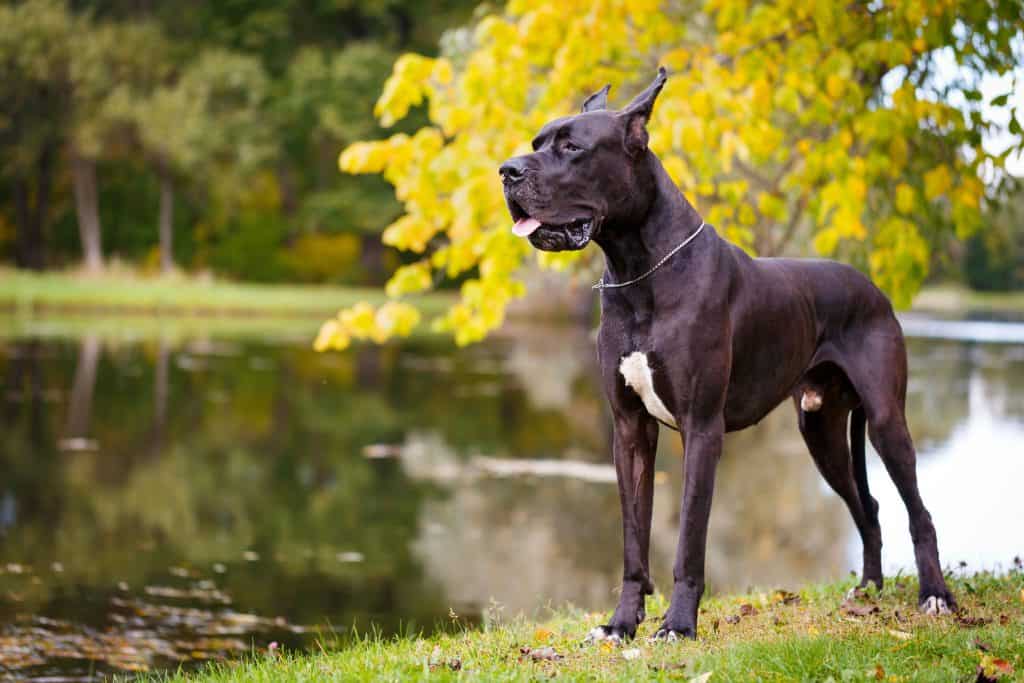 great dane and siberian husky mix