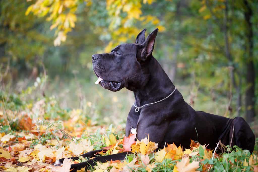 at what age can you breed a female great dane