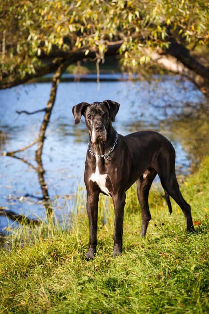 great dane adult weight
