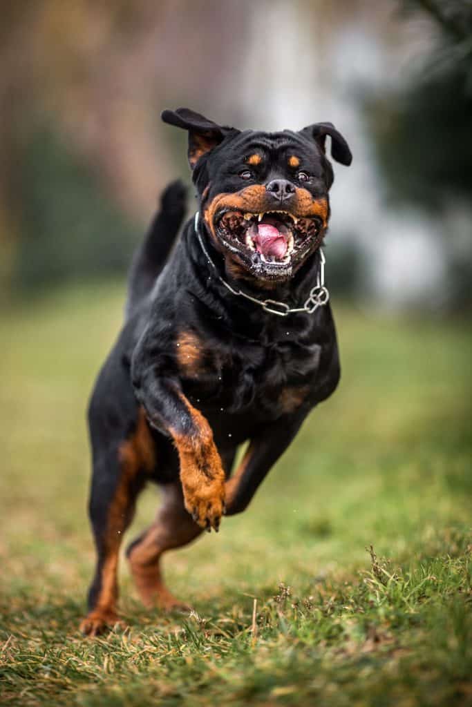 how much rottweiler cost