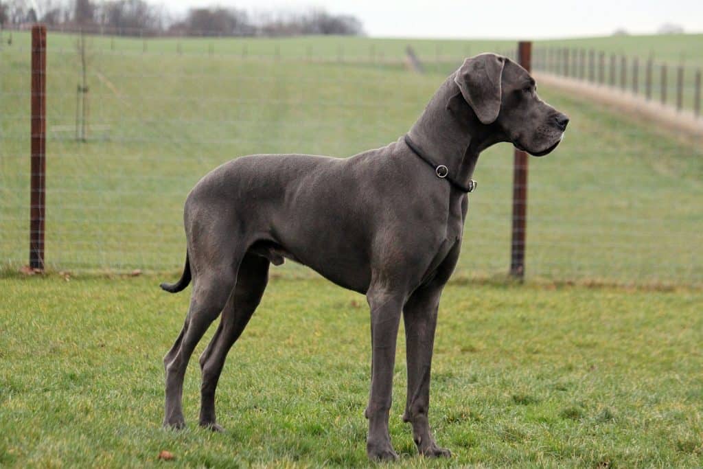 great dane cross breed