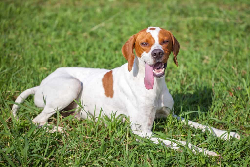 English Pointer on Grass