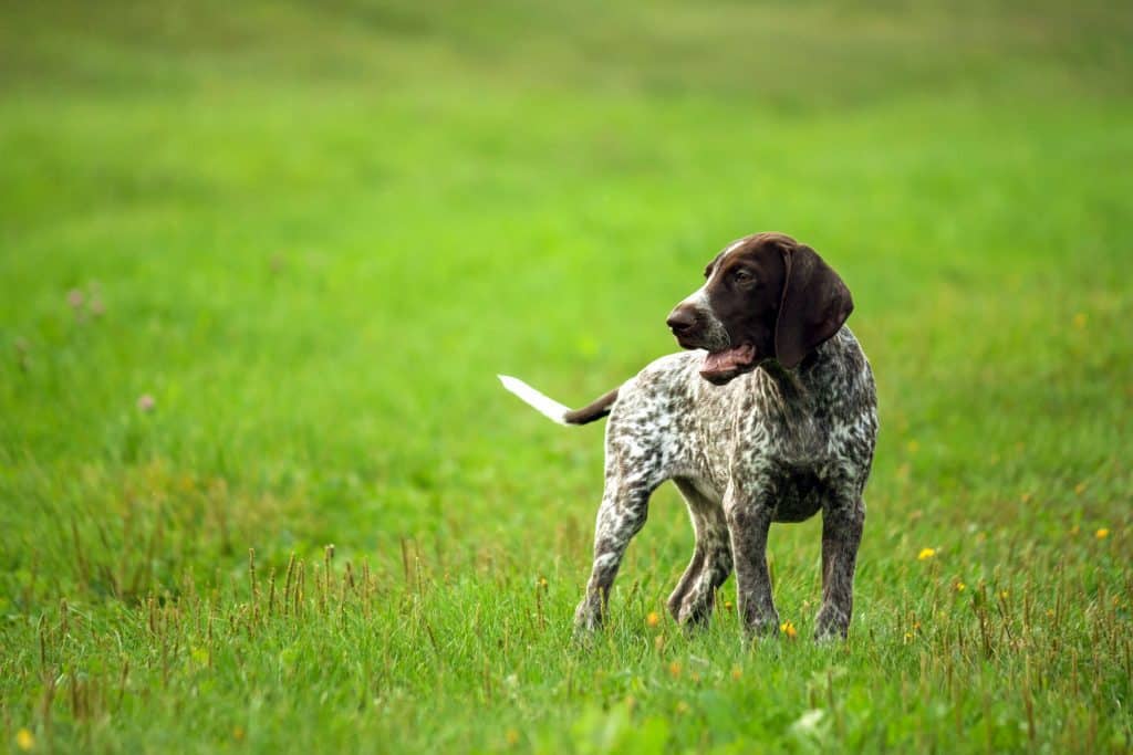 Pointer on Grass