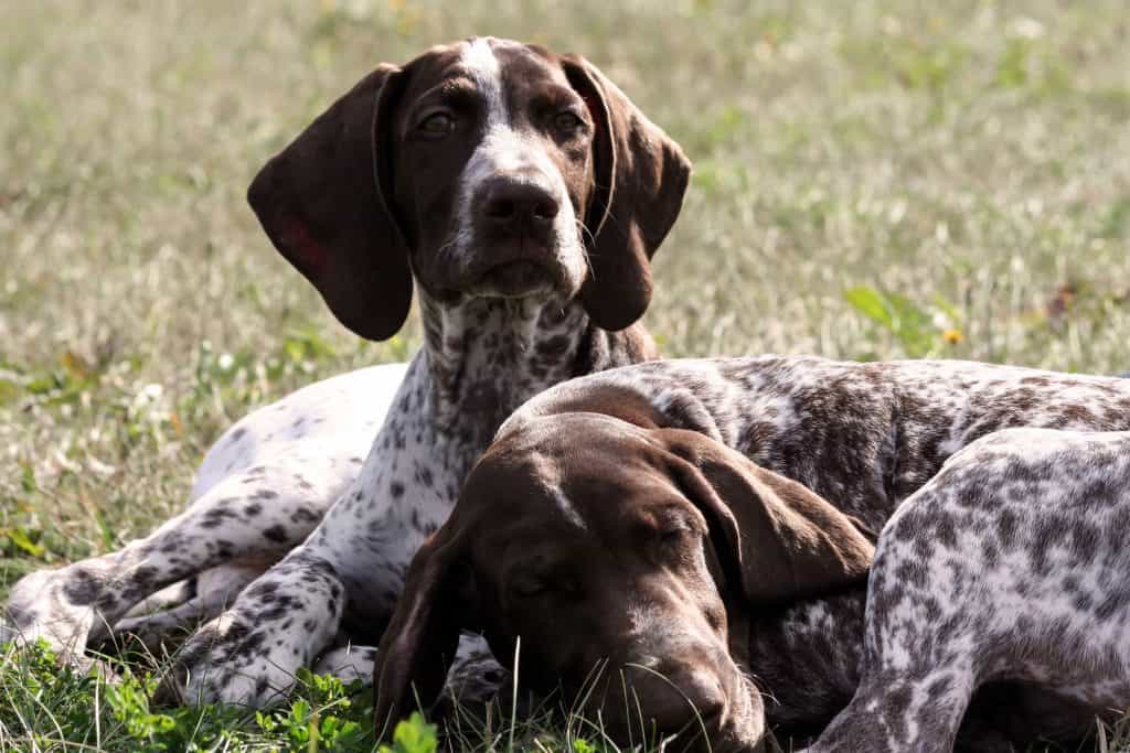 are pointers good family dogs