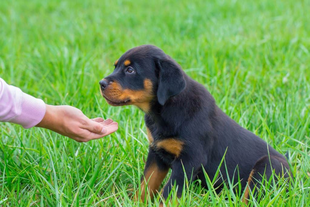 what fruit can rottweilers eat