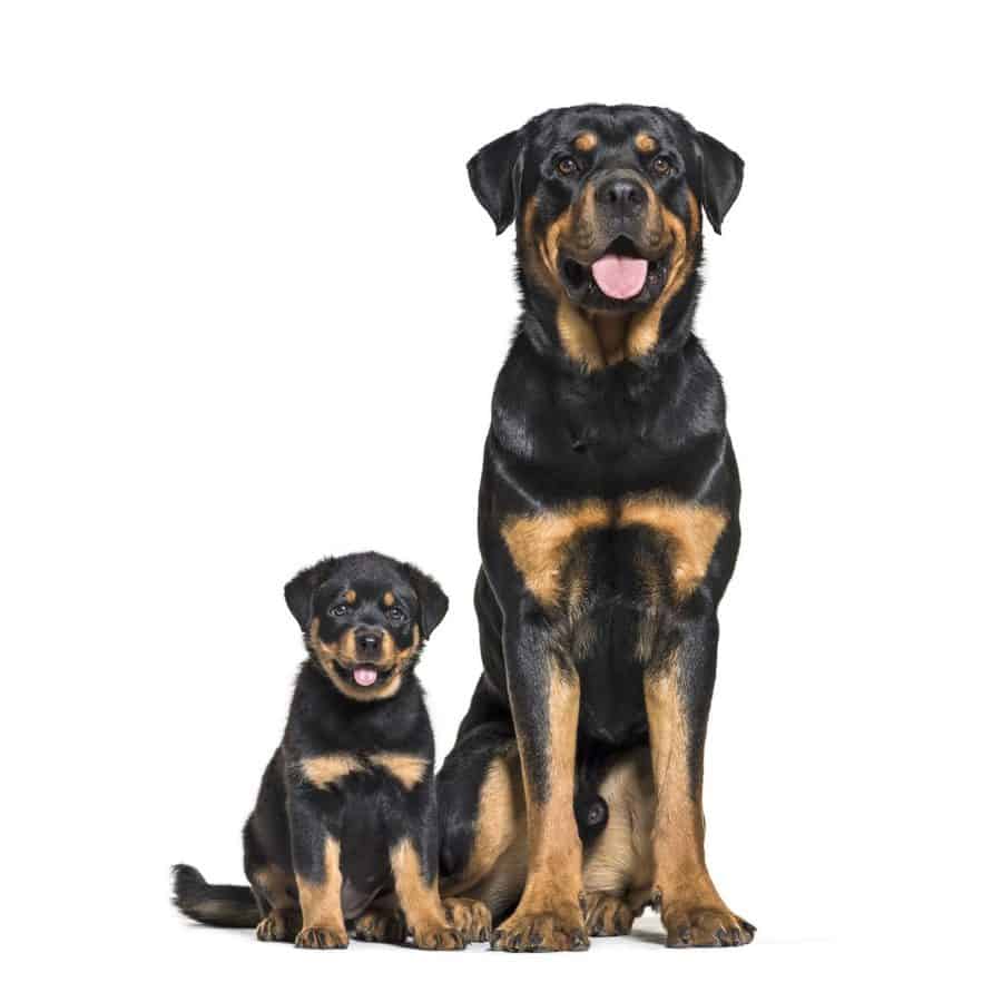 rottweiler life span female