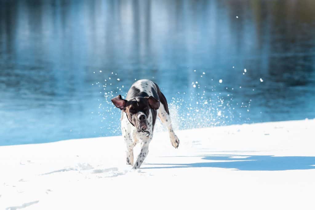 Pointer in Snow