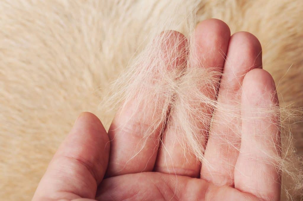 Dog Hair in Human Palm