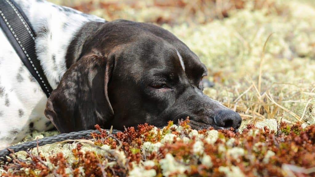 English Pointer Sleeping