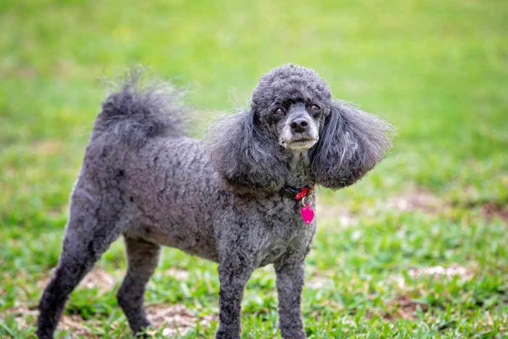 122138973 m Mini Poodles: Everything You Could Want to Know