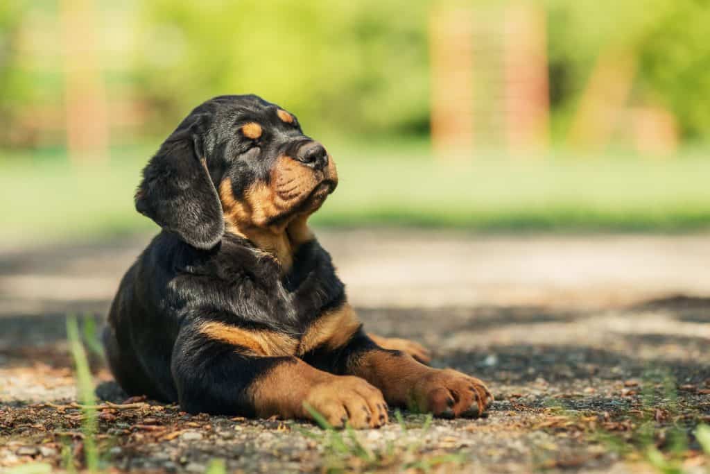 13503454 m Can Rottweilers Stay Outside in the Heat?