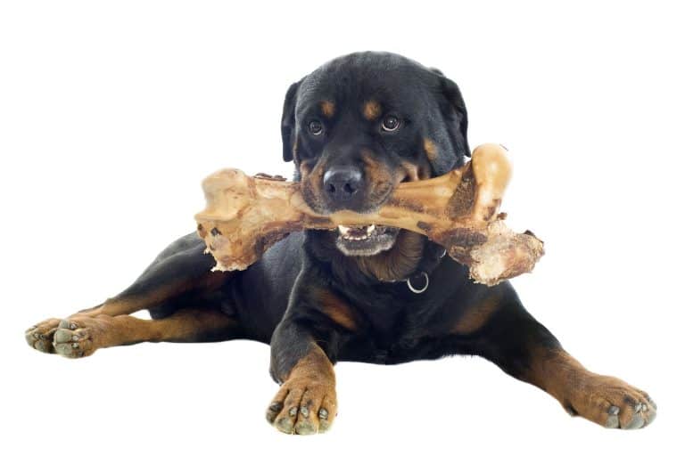 Can Rottweilers Chew on Bones?