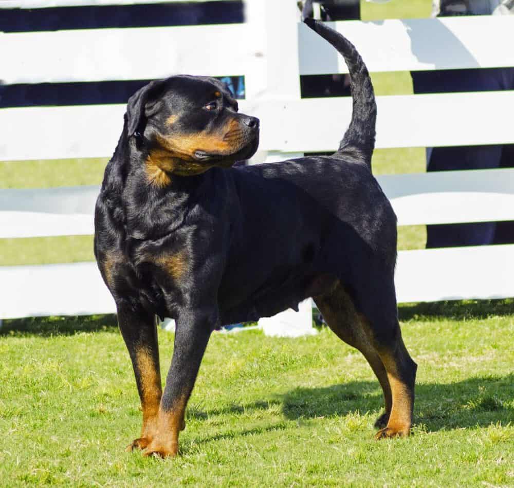 20049899 m What Are Rottweilers Bred For?