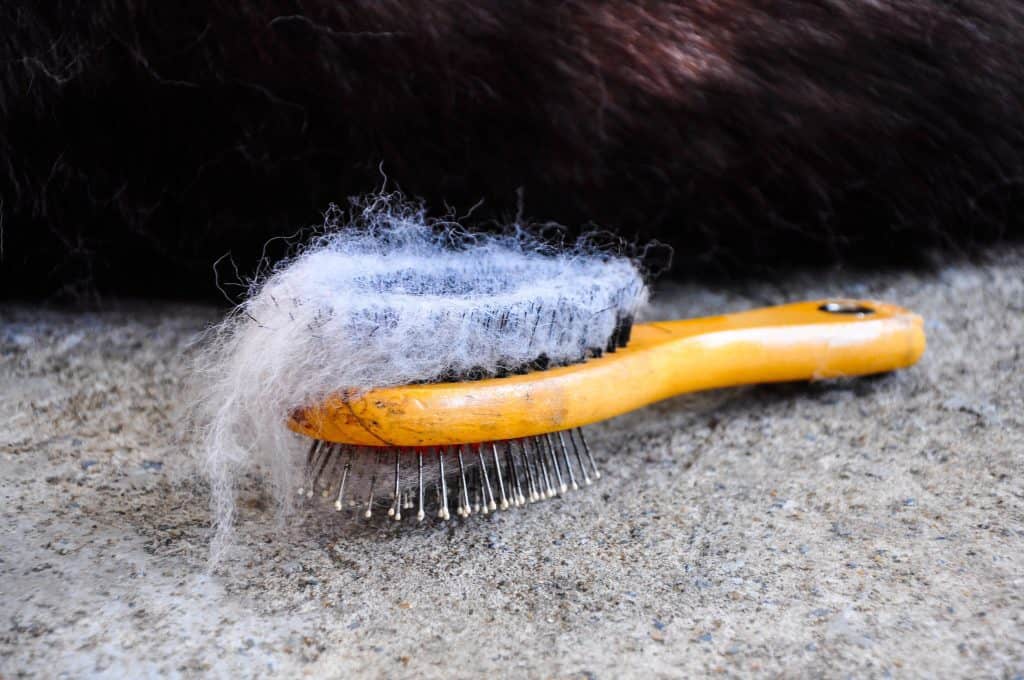 Brushing the Dog