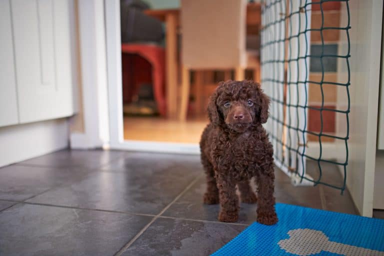Mini Poodles: Everything You Could Want to Know