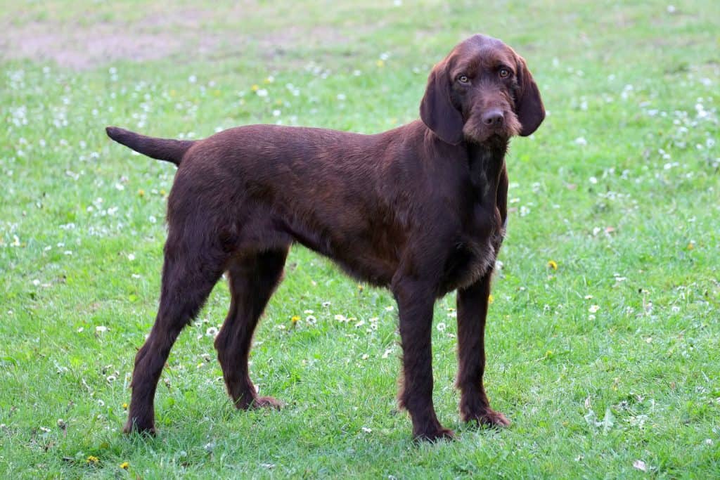 english pointer shedding