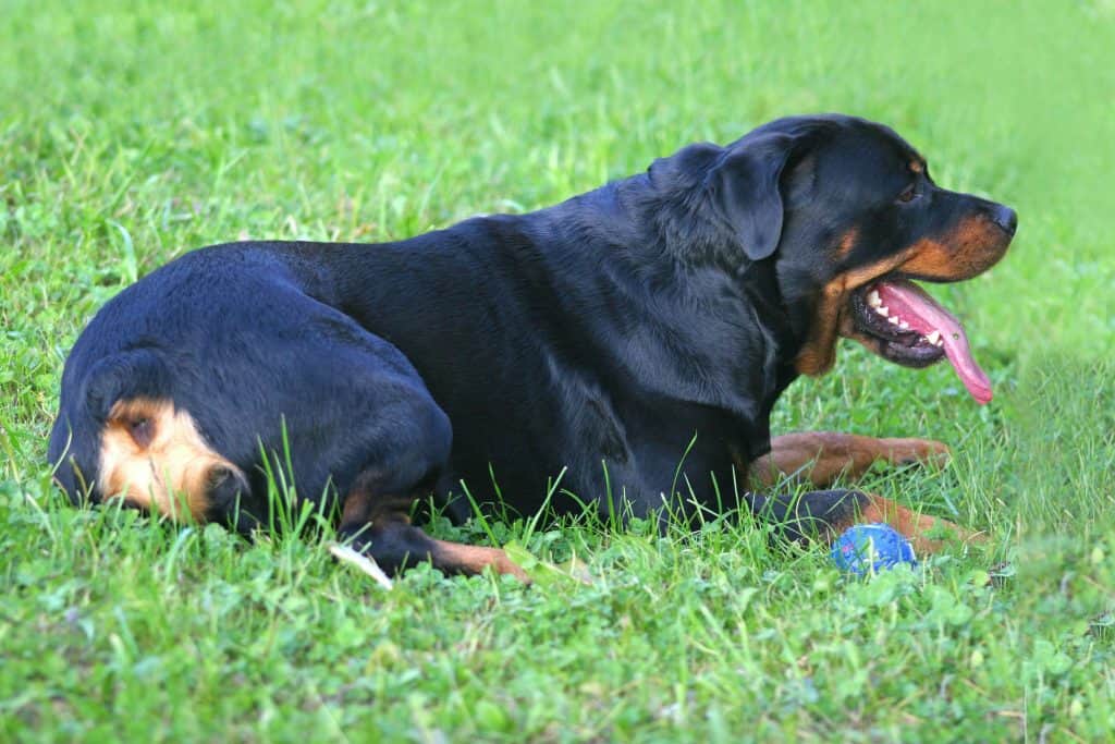 3364018 m Can Rottweilers Stay Outside in the Heat?