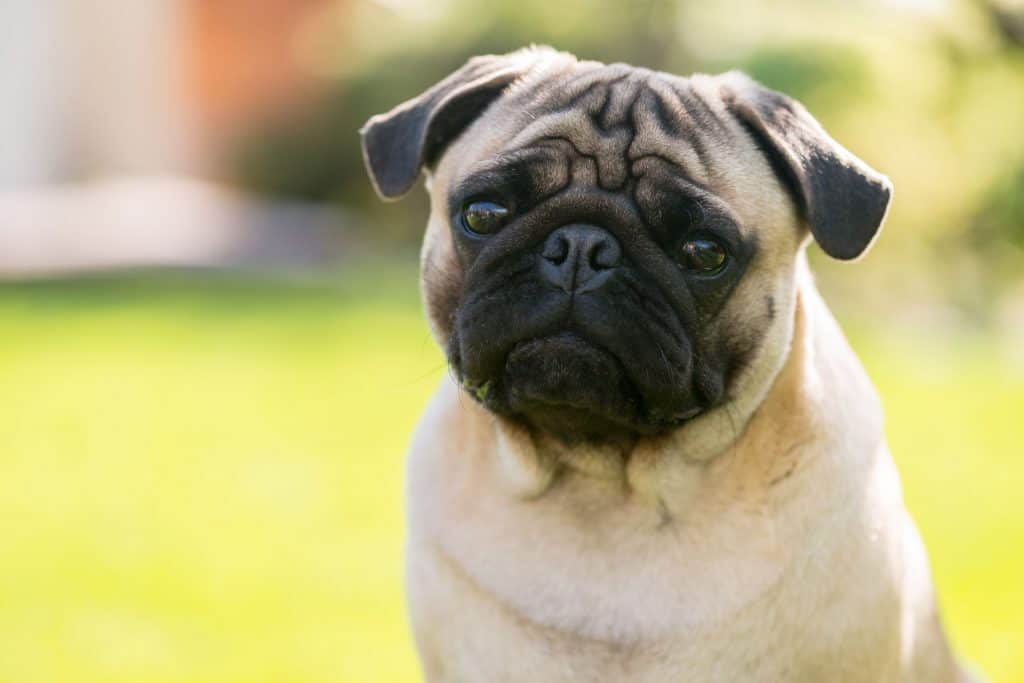 pug mixed with rottweiler