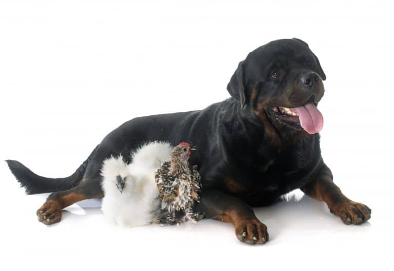 Can Rottweilers Eat Chicken?